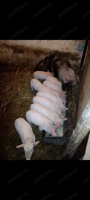 Purcei Landrace cu Pietrain  - imagine 4