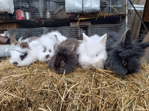 Vând pui iepurasi cap de leu pitici - imagine 4