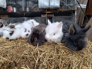 Vând pui iepurasi cap de leu pitici - imagine 3