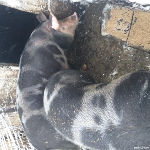 Vînd Porci  Coșoveni