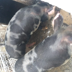 Vînd Porci  Coșoveni