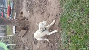 Cățea dog argentinian  - imagine 2