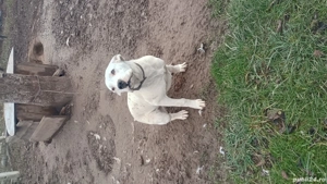 Cățea dog argentinian 