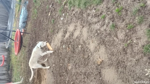 Cățea dog argentinian  - imagine 3