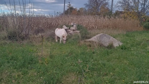 Poneiță de vânzare  - imagine 2