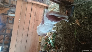 Poneiță de vânzare  - imagine 3