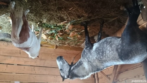 Poneiță de vânzare  - imagine 4