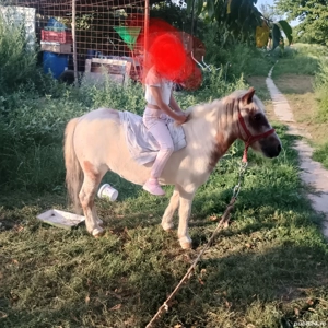 Poneiță de vânzare  - imagine 5