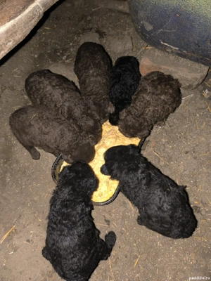 Căței de întors oile