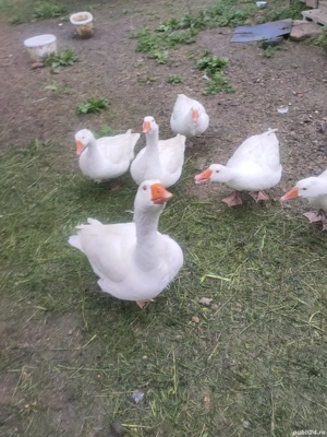 Gâște de vânzare  - imagine 2