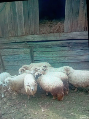 oi de vânzare  - imagine 4