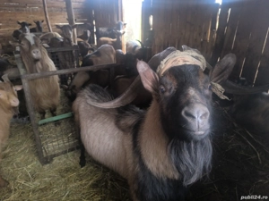 Vand Țapi de sacrificiu, și de rasă. - imagine 4