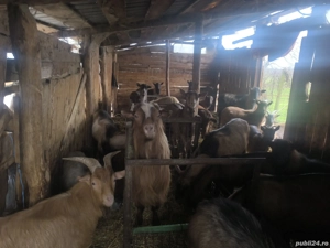 Vand Țapi de sacrificiu, și de rasă. - imagine 2