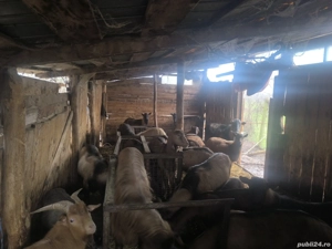 Vand Țapi de sacrificiu, și de rasă. - imagine 3