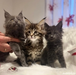 Baietel Maine Coon Pedigree