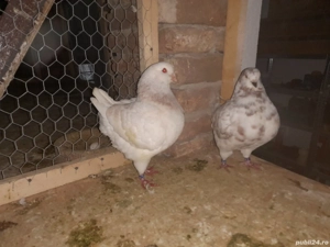 De vânzare voiajori albi și galbeni si o pereche de kingi  - imagine 2