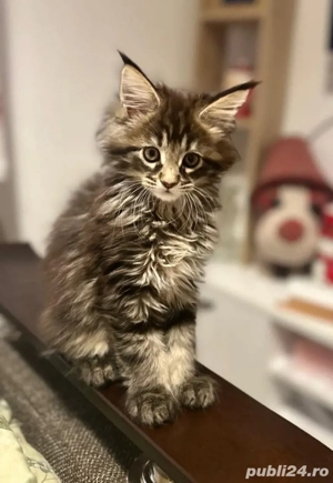 Baietel Maine Coon Pedigree - imagine 2