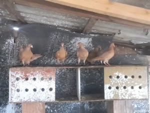 De vânzare voiajori albi și galbeni si o pereche de kingi  - imagine 3