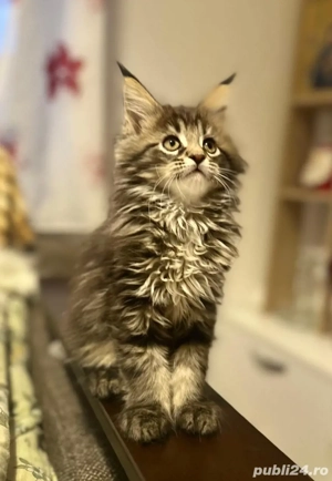 Baietel Maine Coon Pedigree