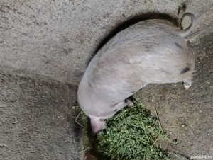 purcea pietran 55 -60kg - imagine 4