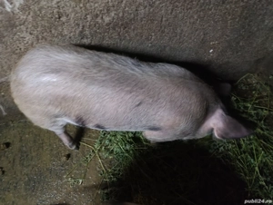 purcea pietran 55 -60kg - imagine 3