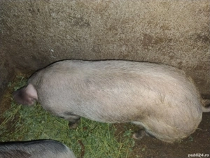 purcea pietran 55 -60kg - imagine 2