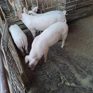 Vand grasuni Landrace