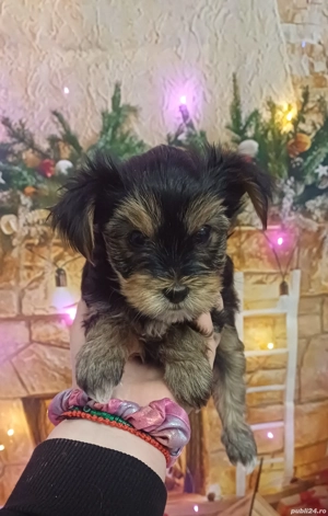 Yorkshire terrier mini