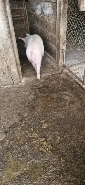 Vand scrofita - imagine 2