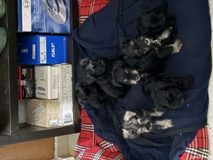 Vând Schnauzer pitic