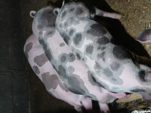 purcei pietrani de vânzare  - imagine 2