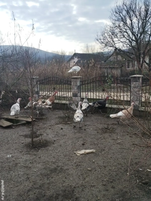 Vând curci și curcani de casa - imagine 4