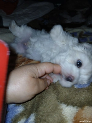 catel bichon maltez - imagine 2