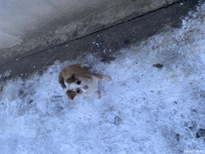 Donez catelusa. - imagine 2