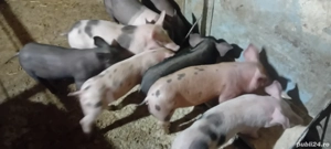 Vand purcei  - imagine 2