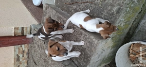 Se cauta stăpani - imagine 3