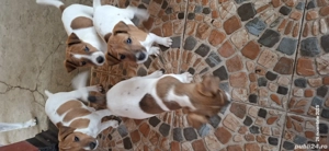 Se cauta stăpani - imagine 2