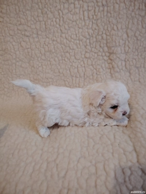 Bichon Maltez talie mică  - imagine 3