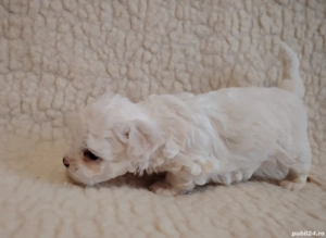Bichon Maltez talie mică  - imagine 2