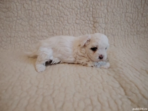 Bichon Maltez talie mică  - imagine 4