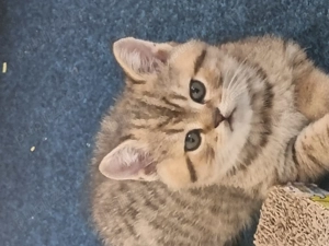 BSH, mama blue, tatal golden - imagine 3