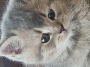 BSH, mama blue, tatal golden - imagine 2