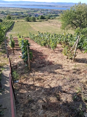 Teren Tileagd Bihor - imagine 5