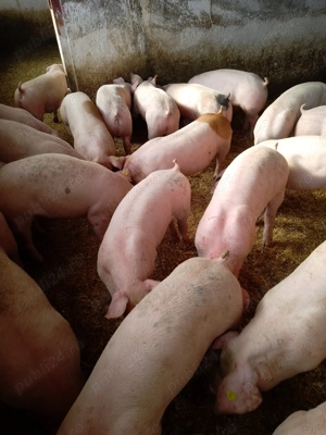 Purcei de carne frumoși  - imagine 2