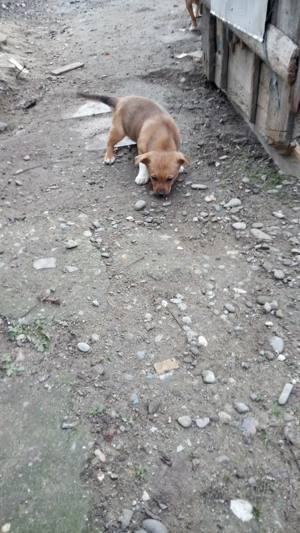 *   Donez cu drag doi cățeluși adorabili , au 3 luni sunt de talie mică !     *  