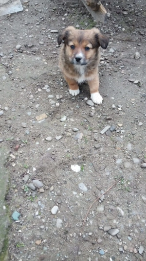 *   Donez cu drag doi cățeluși adorabili , au 3 luni sunt de talie mică !     *   - imagine 3