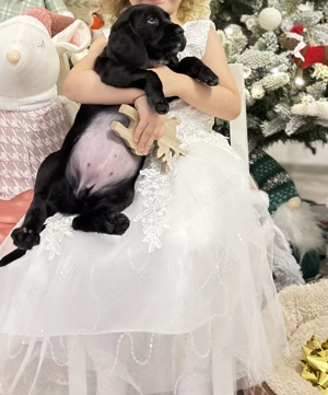 Pui cocker spaniel englez - imagine 3