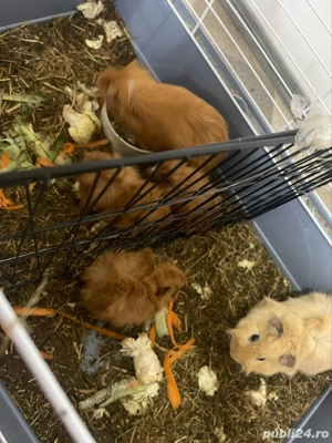 Donez porcusori de guineea - imagine 2