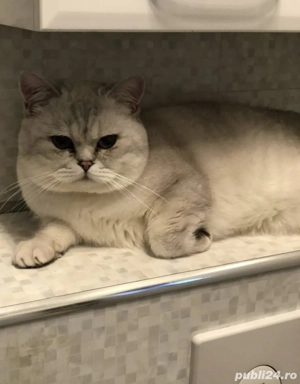 Motănel de vânzare 