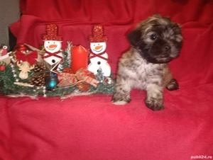 Vand Bichon maltez  - imagine 2